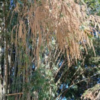 Dendrocalamus giganteus Munro